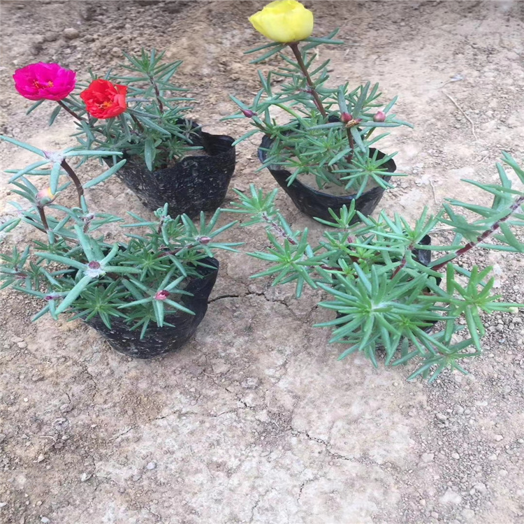 多色半枝莲基地 山东青州半枝莲价格 半枝莲现货供应 江瑞花卉半枝莲直批