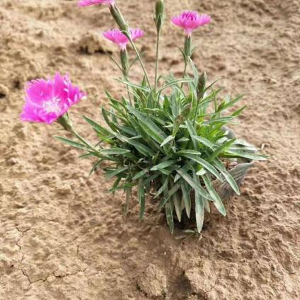 【全意花卉】批发欧石竹小苗 欧石竹种植基地