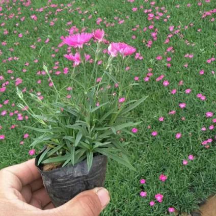 全意花卉大量批发 欧石竹杯苗 绿化用欧石竹价格