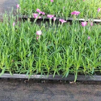 欧石竹 粉色花系 全意花卉常年供应欧石竹小苗