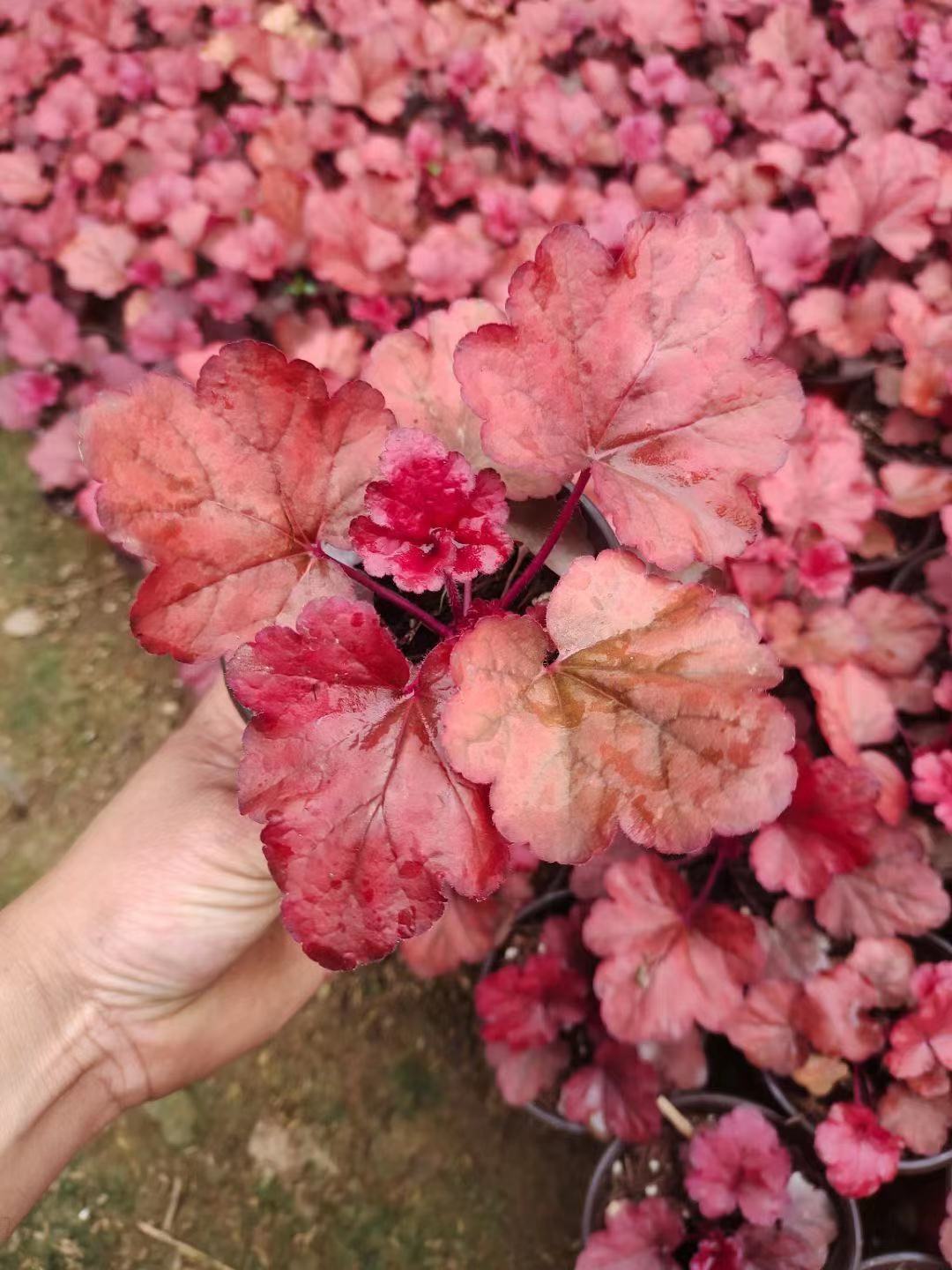 矾根价格   矾根种植基地  雅林苗木基地直供    青州草花基地