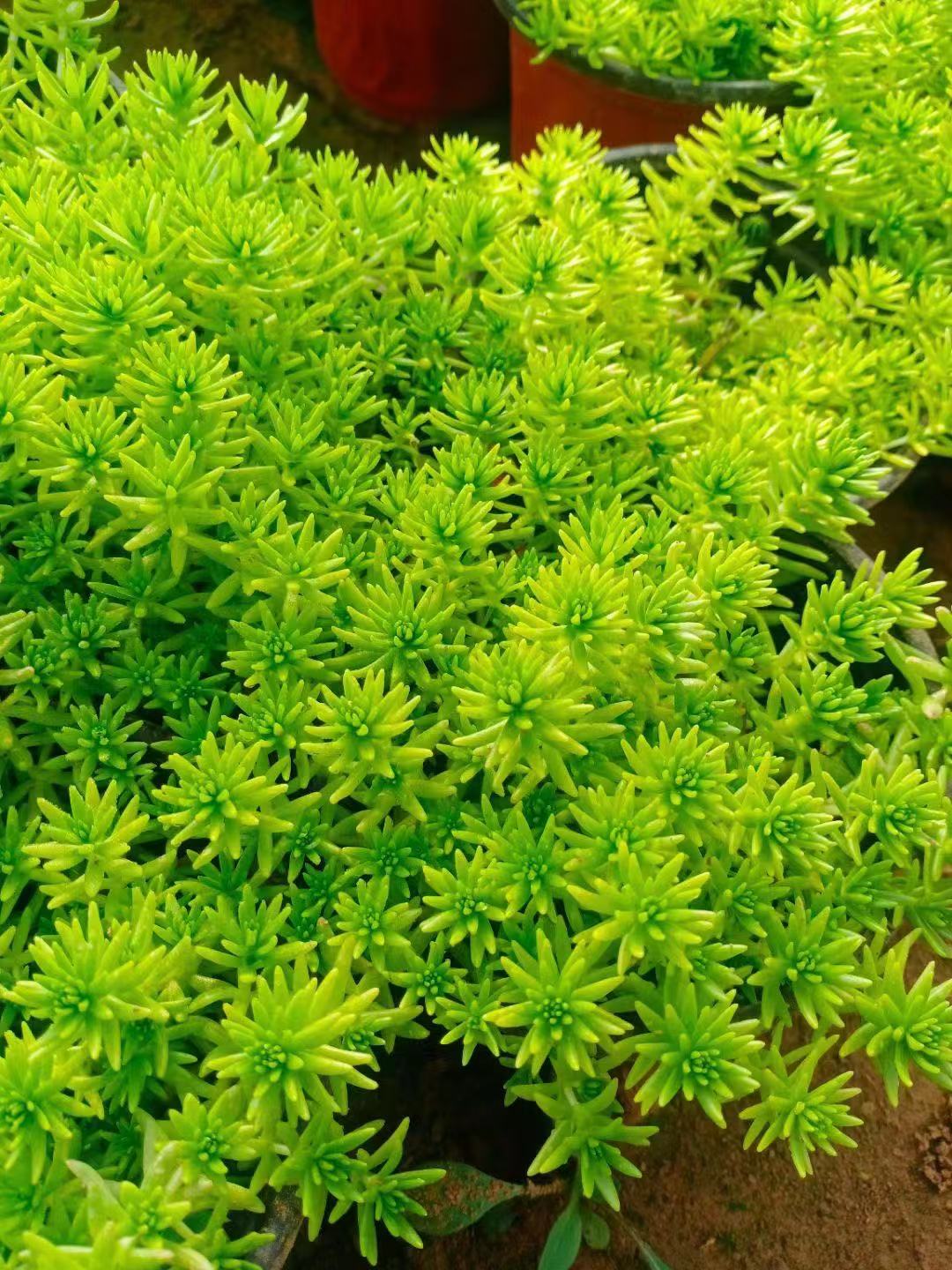 佛甲草价格   金叶佛甲草批发    青州草花基地   河北天津北京草花直供