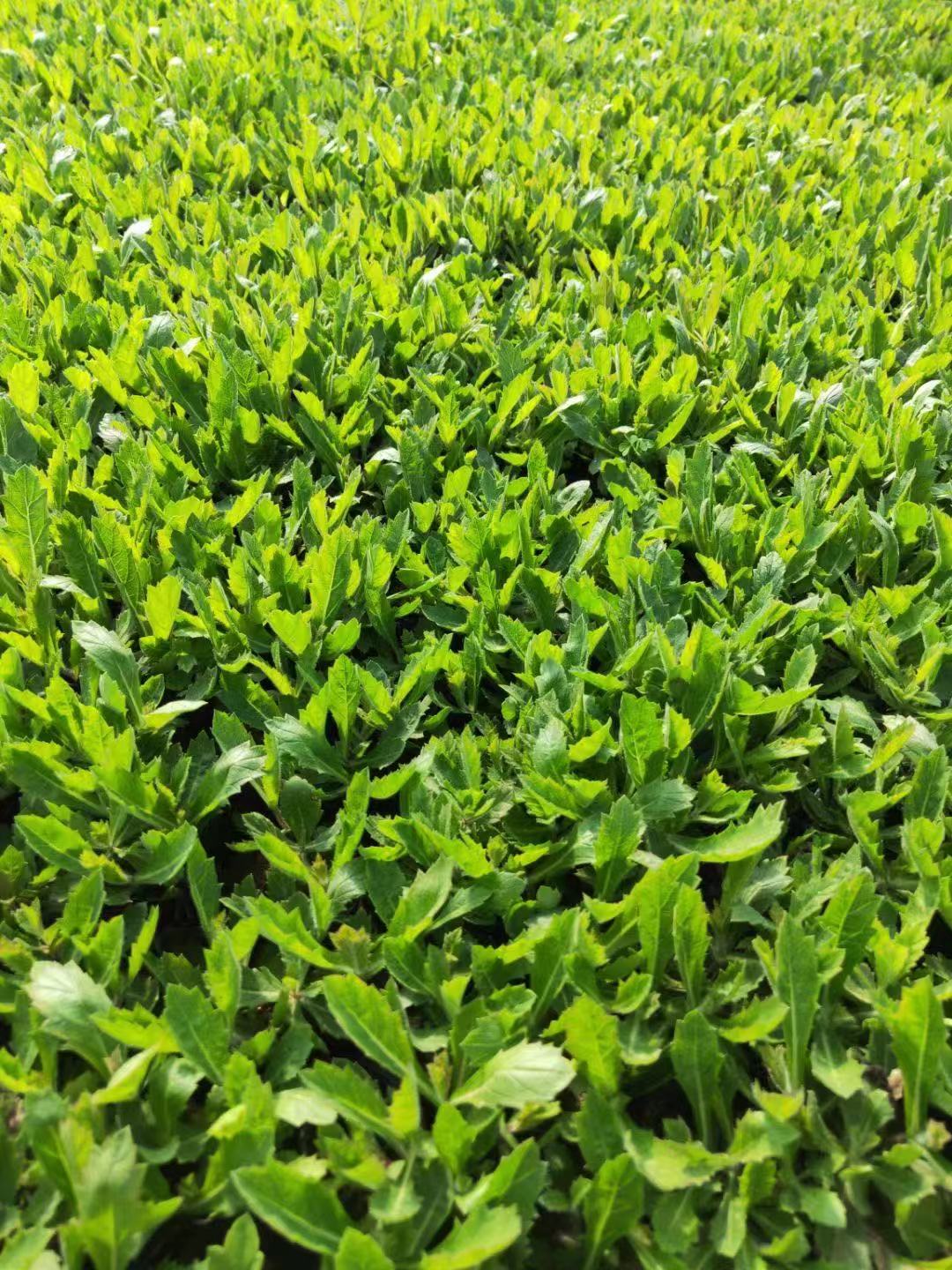 马鞭草价格   柳叶马鞭草批发   山东草花基地   青州草花基地