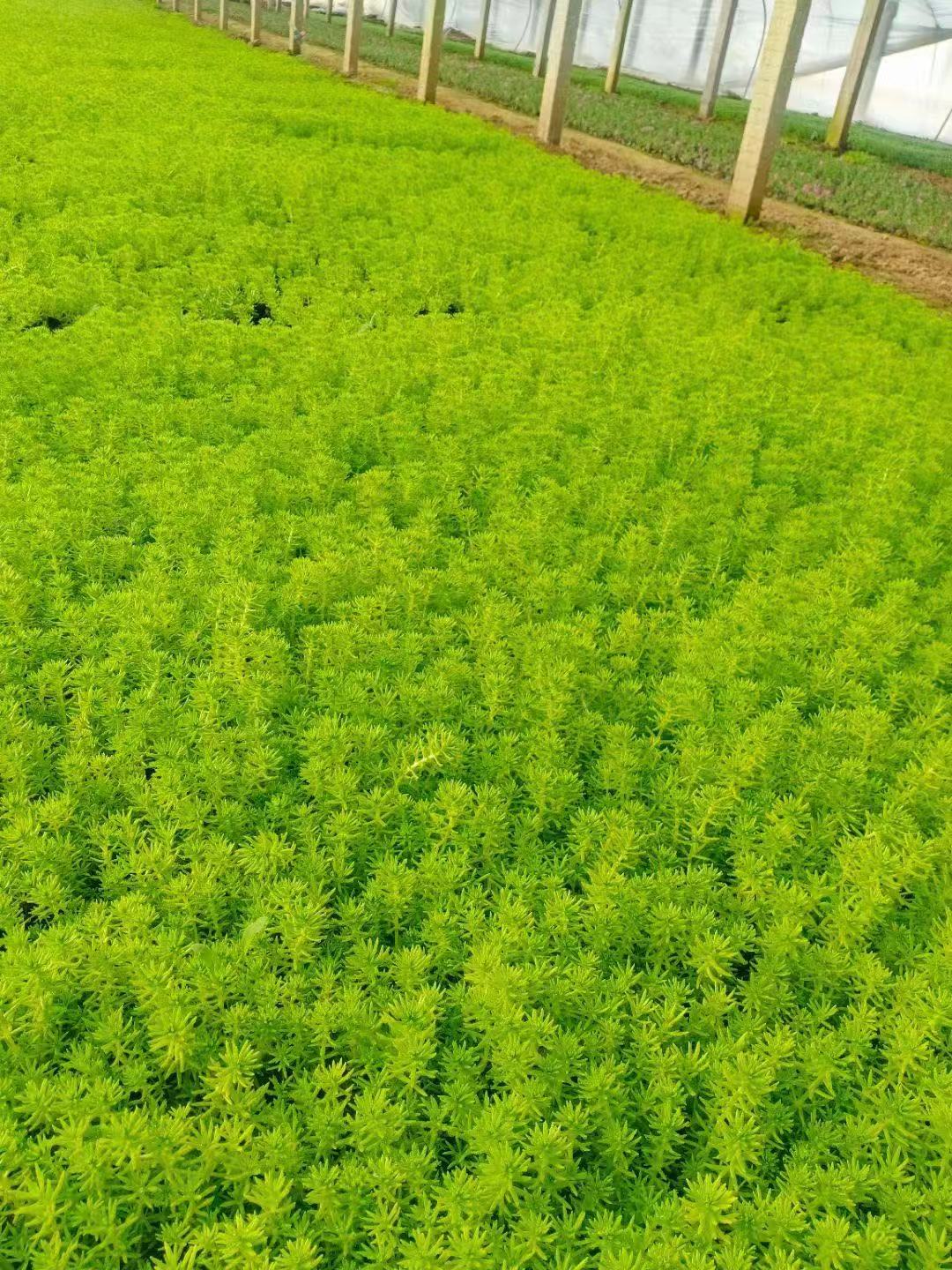 矾根价格   矾根   雪景植物专用    西北新疆西藏青海草花专供