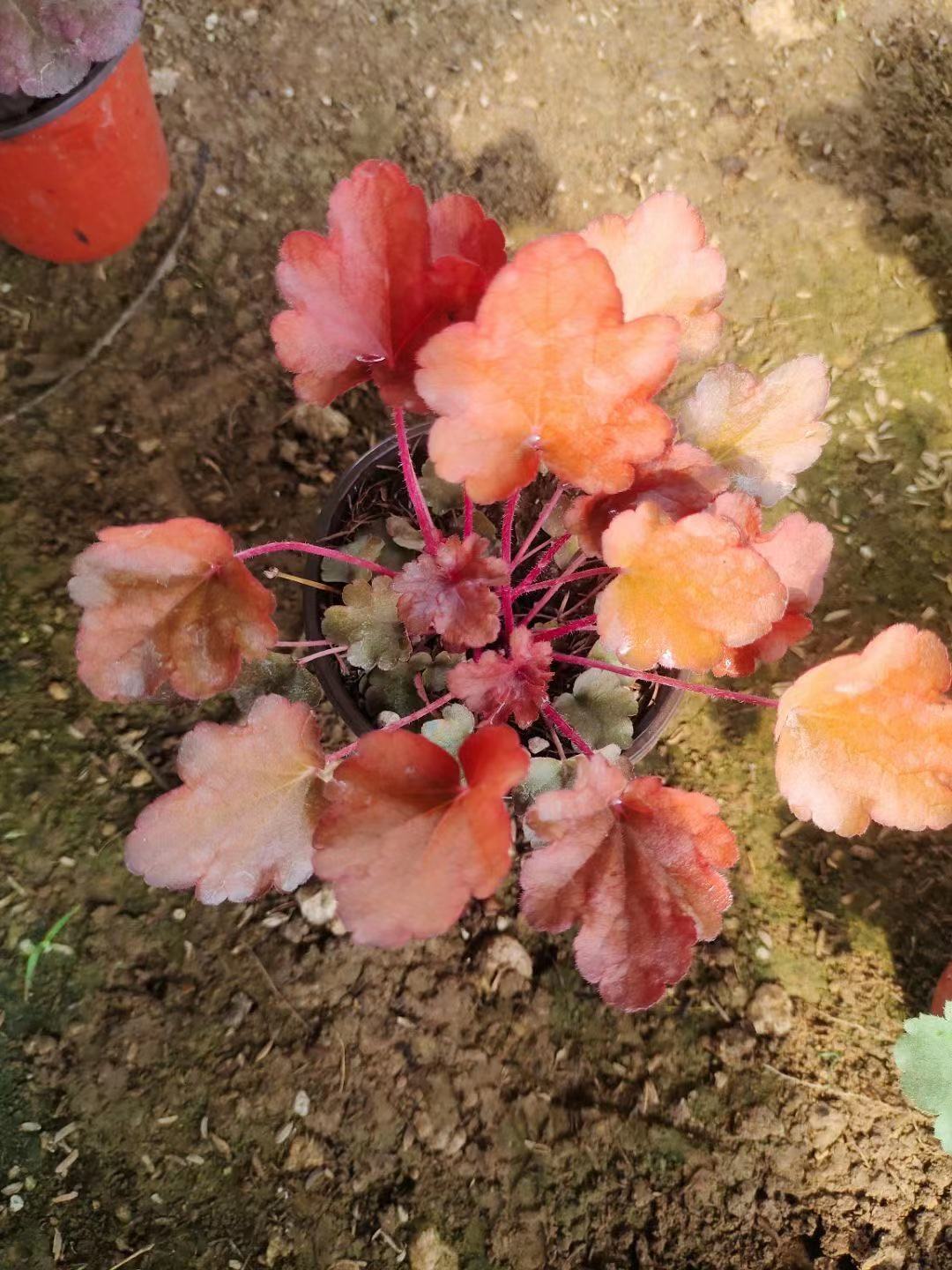 矾根价格   双色杯矾根   矾根批发    青州草花基地   河北翻跟直供