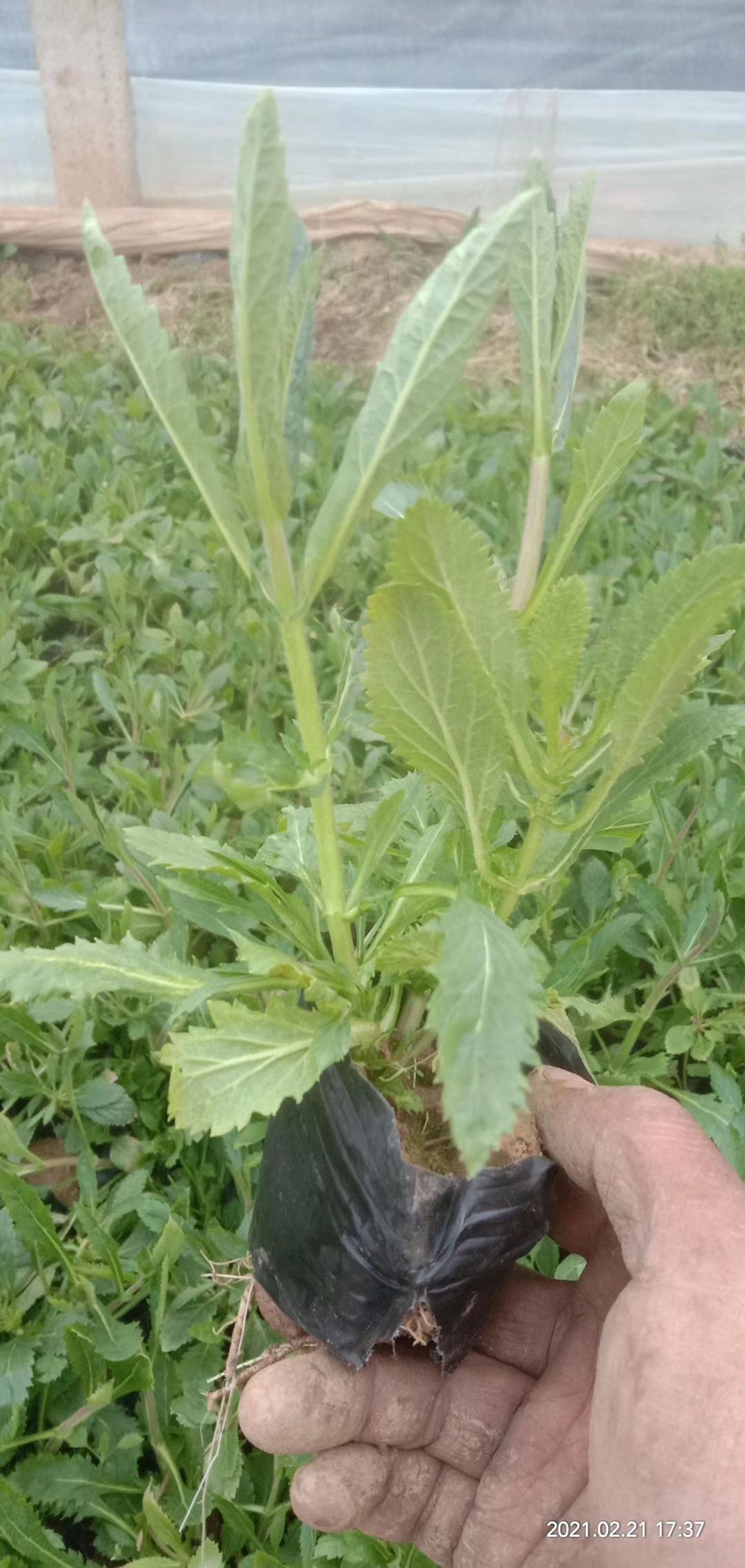 马鞭草价格   马鞭草批发 青州雅林草花基地    青海新疆西藏草花直供