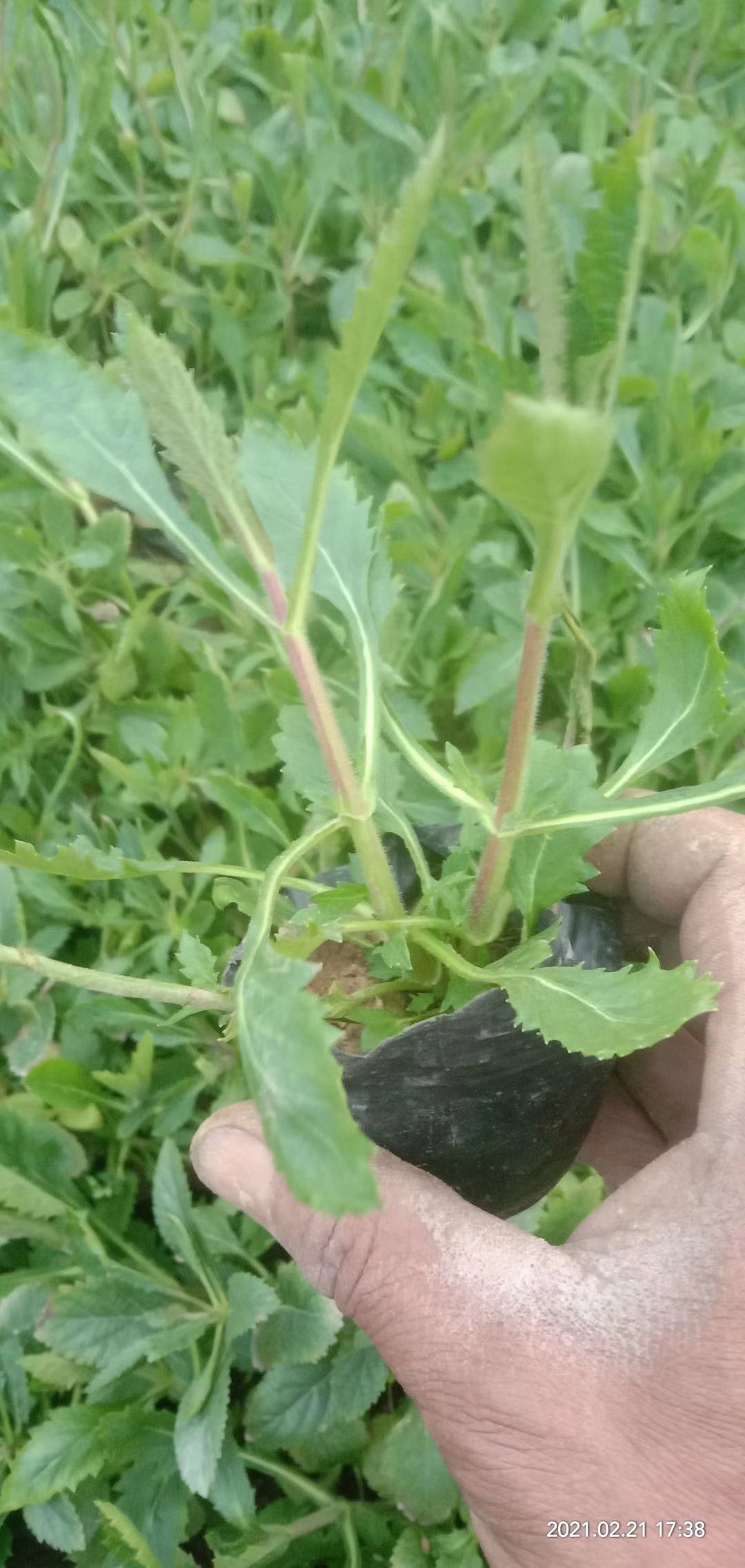 青州马鞭草种植基地   马鞭草批发    河北天津草花直供