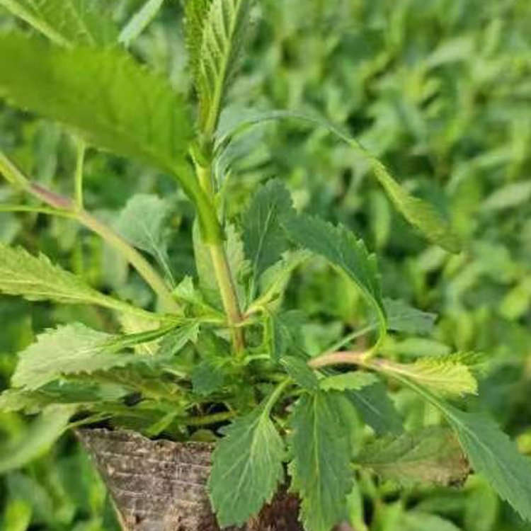 越来越好花卉柳叶马鞭草花供应商 观赏性高 常年批发