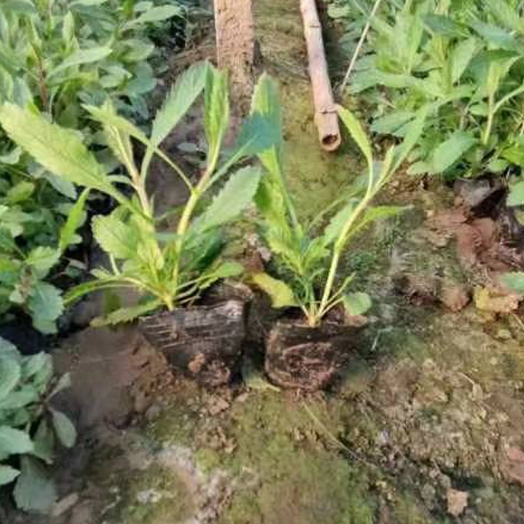 观赏用柳叶马鞭草 草本植物 耐寒能力强 大量批发