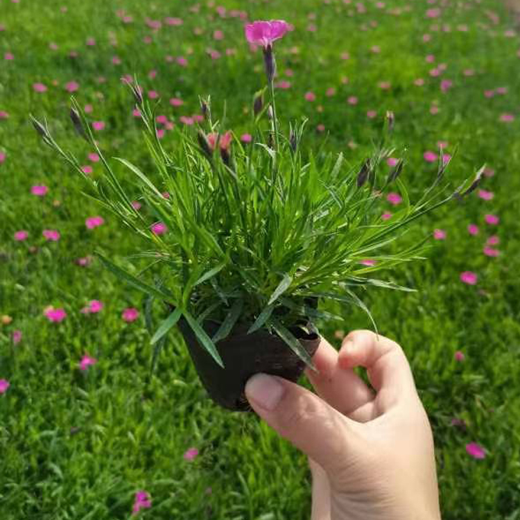 越来越好花卉批发 绿化用欧石竹杯苗 长势好 易成活
