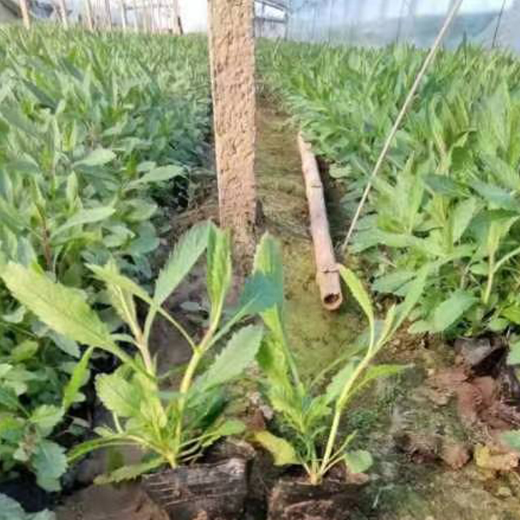 观赏用柳叶马鞭草 草本植物 耐寒能力强 批发供应