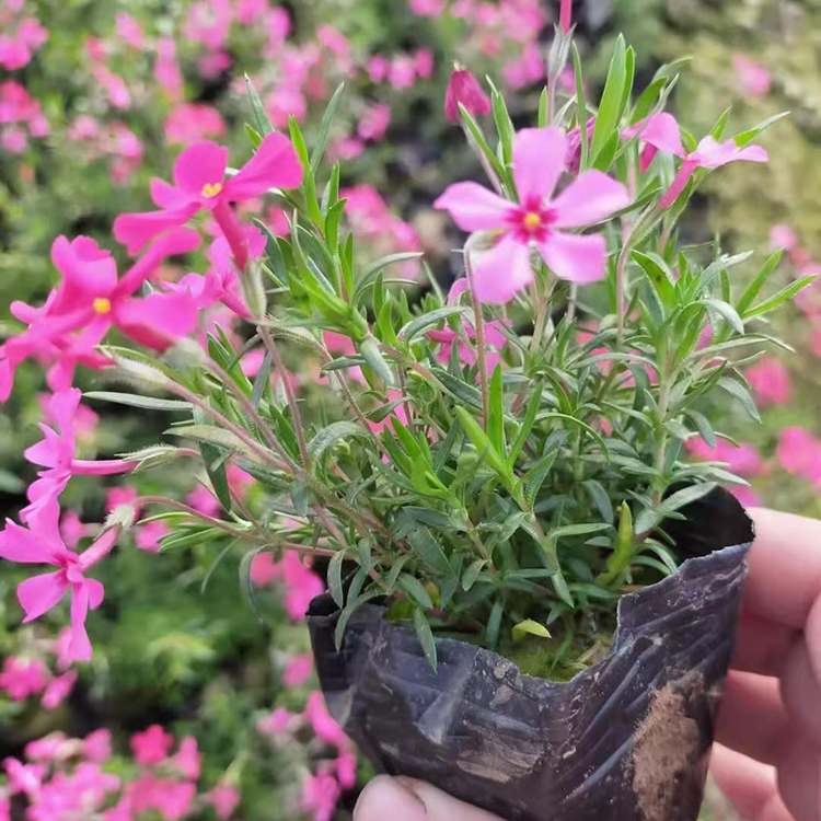 丛生福禄考批发 芝樱小苗培育基地