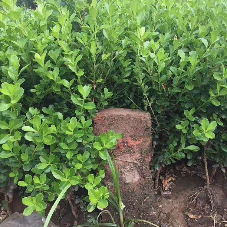 瓜子黄杨 常绿灌木或小乔木 绿化苗木种植基地