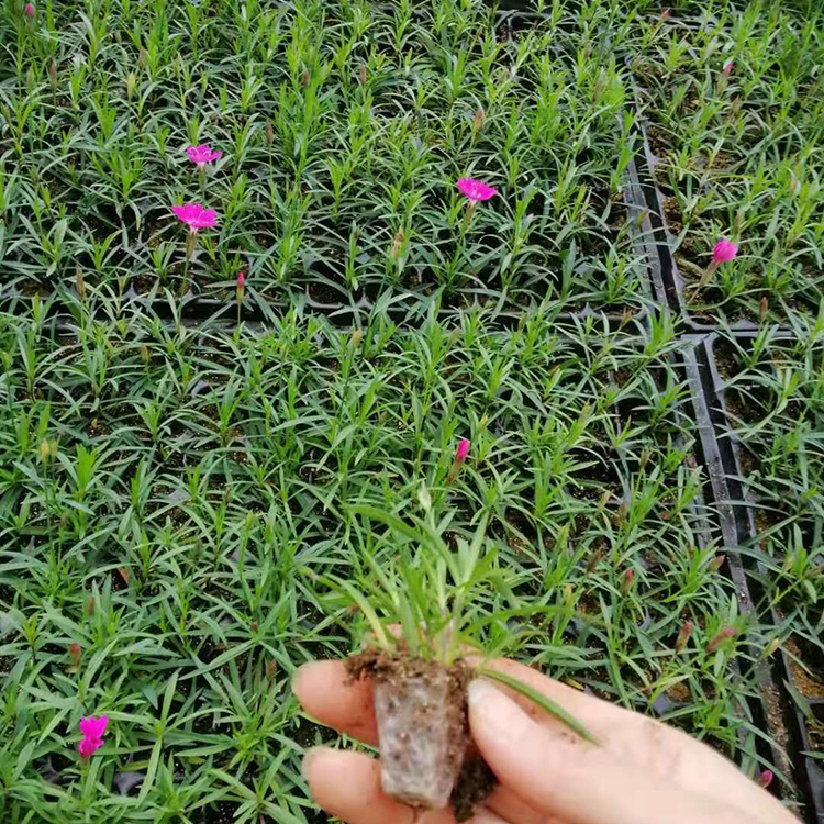 穴盘苗欧石竹培育基地来振玲花卉苗木 