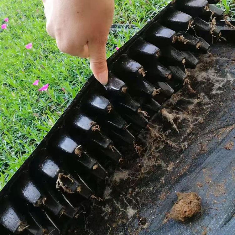 穴盘苗欧石竹种植基地 价格优惠 好成活