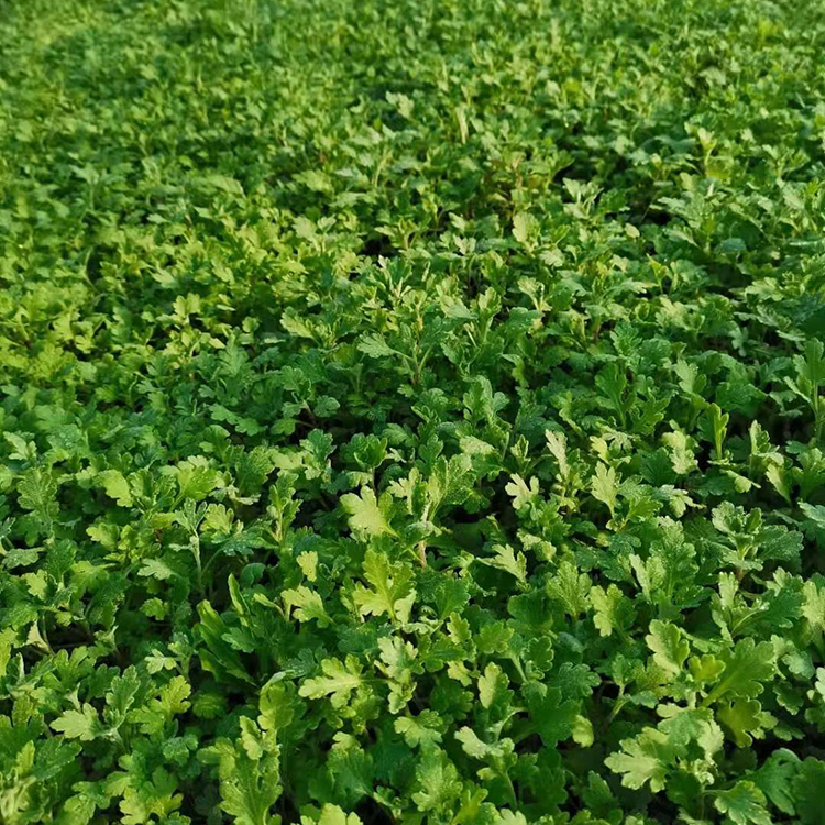 花期长 地被菊小苗培育基地 振玲花卉苗木供应