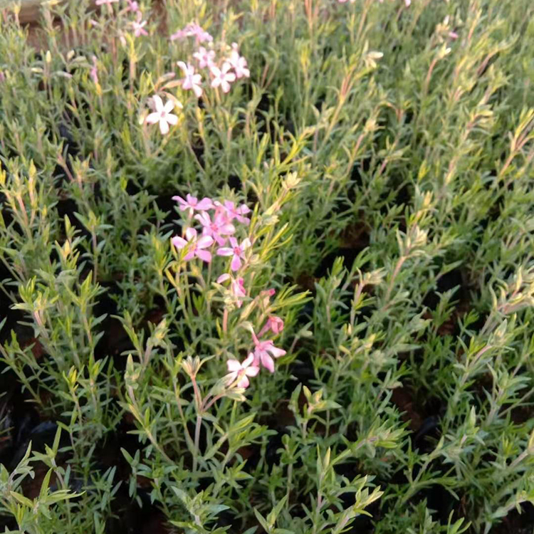 芝樱 多年生矮小草本植物 丛生福绿考种植基地