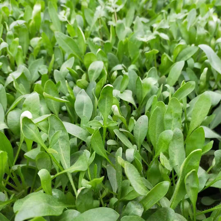 金鸡菊 草本植物 金鸡菊小苗批发