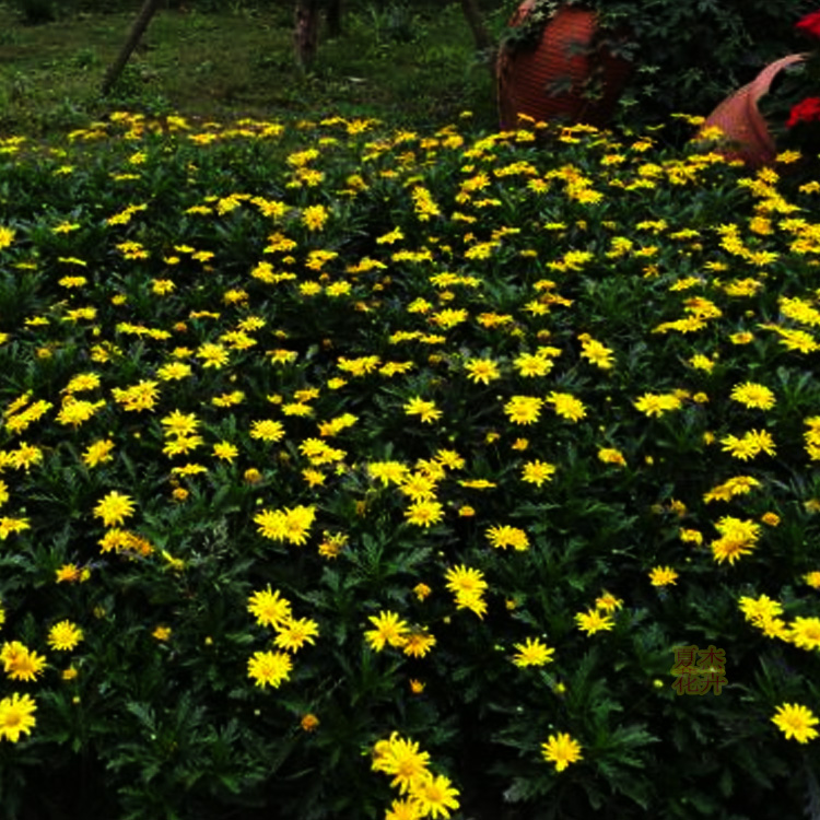 黄金菊价格 黄金菊出售  黄金菊供货商 夏杰花卉