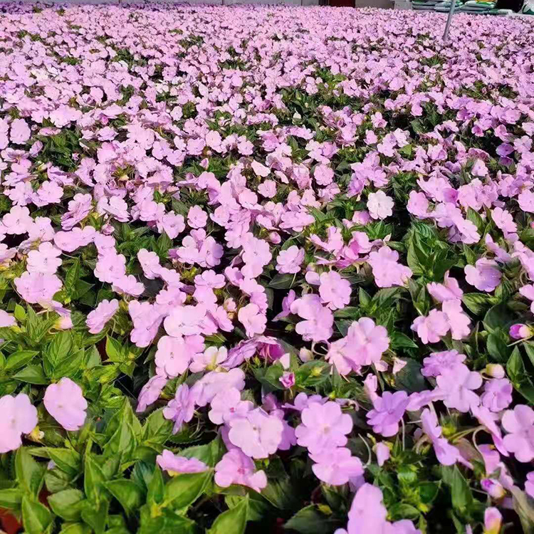 凤仙花小苗供应 花色丰富艳丽 观赏性好