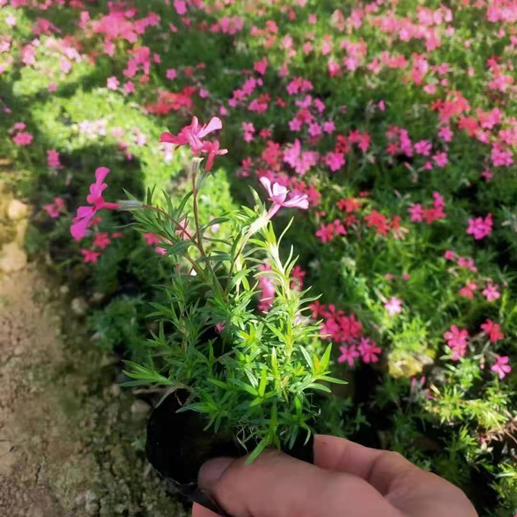 丛生福禄考  福禄考盆栽供应  花坛点缀 室内观赏均可