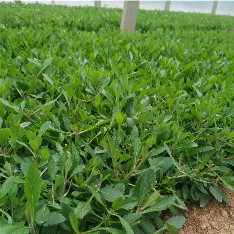 马鞭草小苗 绿化植被 映雪花卉马鞭草出售