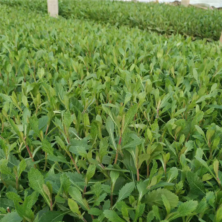 山东马鞭草种植基地行情 观赏植被马鞭草小苗批发