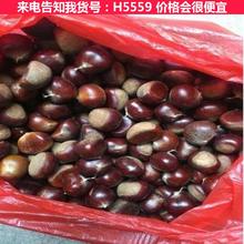 天腾板栗吸风脱蓬机 板栗脱蓬专用机 板栗加工设备货号H5559