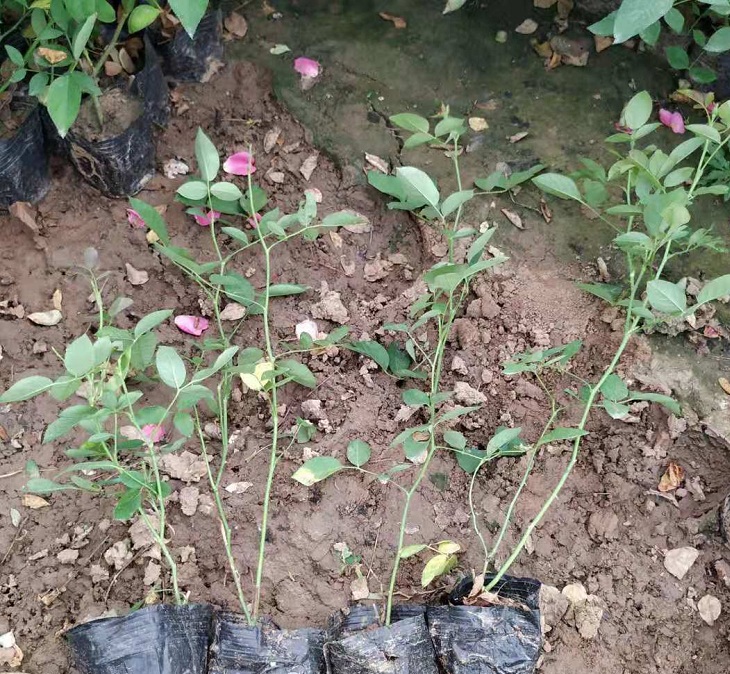 粉花月季价格 欣美园艺 观赏月季苗批发