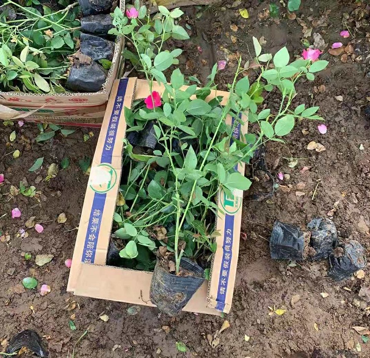 粉花月季批发 大冠幅丰花月季 欣美