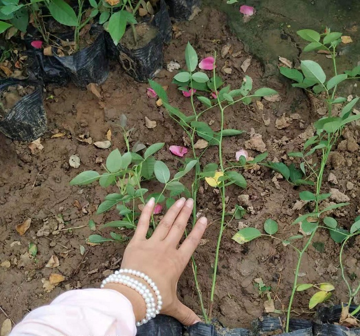 粉花月季批发 欣美 上盆丰花月季苗