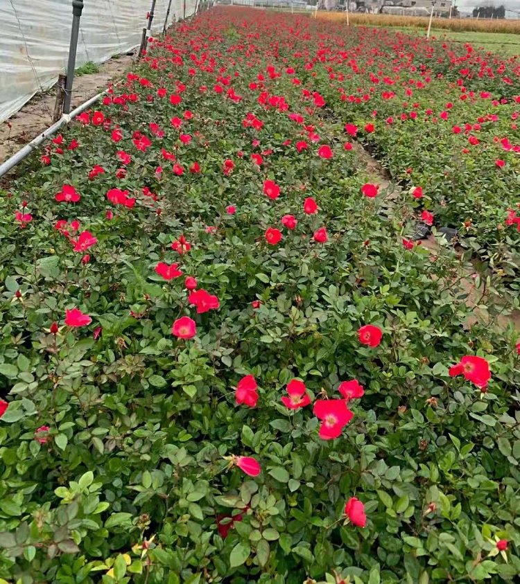 丰花月季 批发多分枝丰花月季