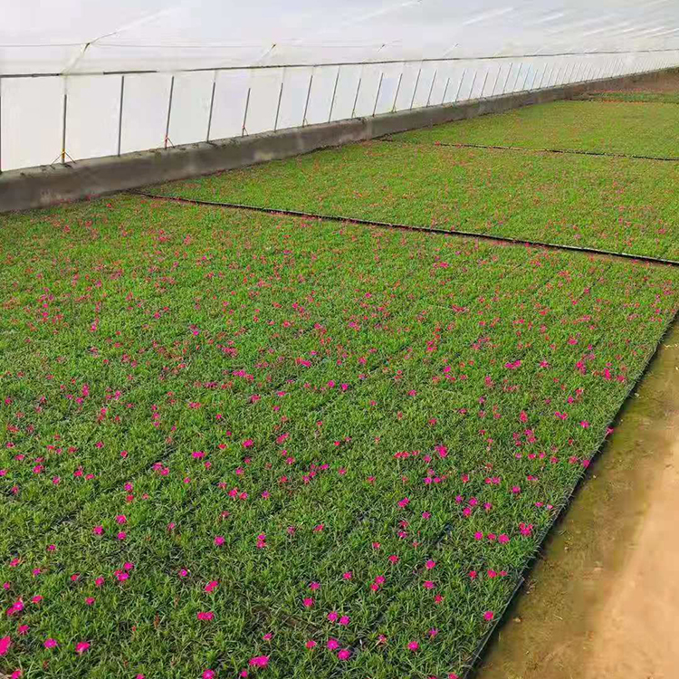 欧石竹价格 欧石竹批发 欧石竹基地 花海用苗