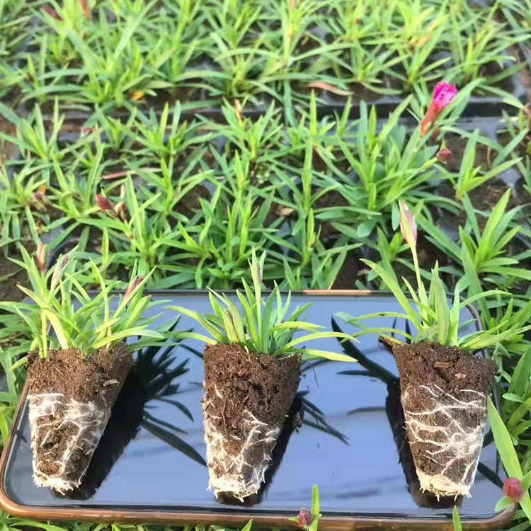 四季开花欧石竹穴盘苗  耐寒欧石竹穴盘苗批发 大量出售