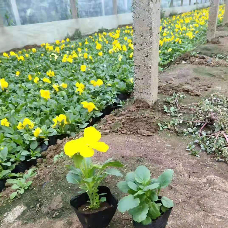 耐寒花卉供应 三色堇盆苗价格 盆栽三色堇小苗基地 货源充足