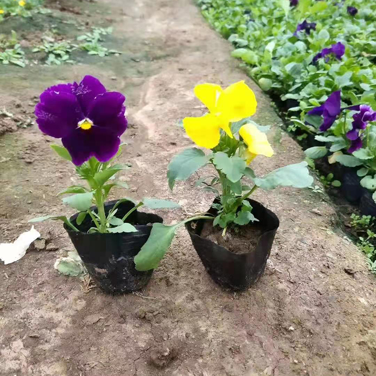 三色堇 紫色黄色三色堇小苗供应 量大价优