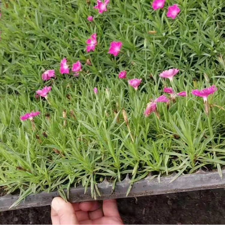 耐寒植物 欧石竹批发 远创大量供应欧石竹小苗