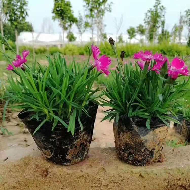 彩虹石竹 欧石竹小苗 欧石竹批发 青州草花