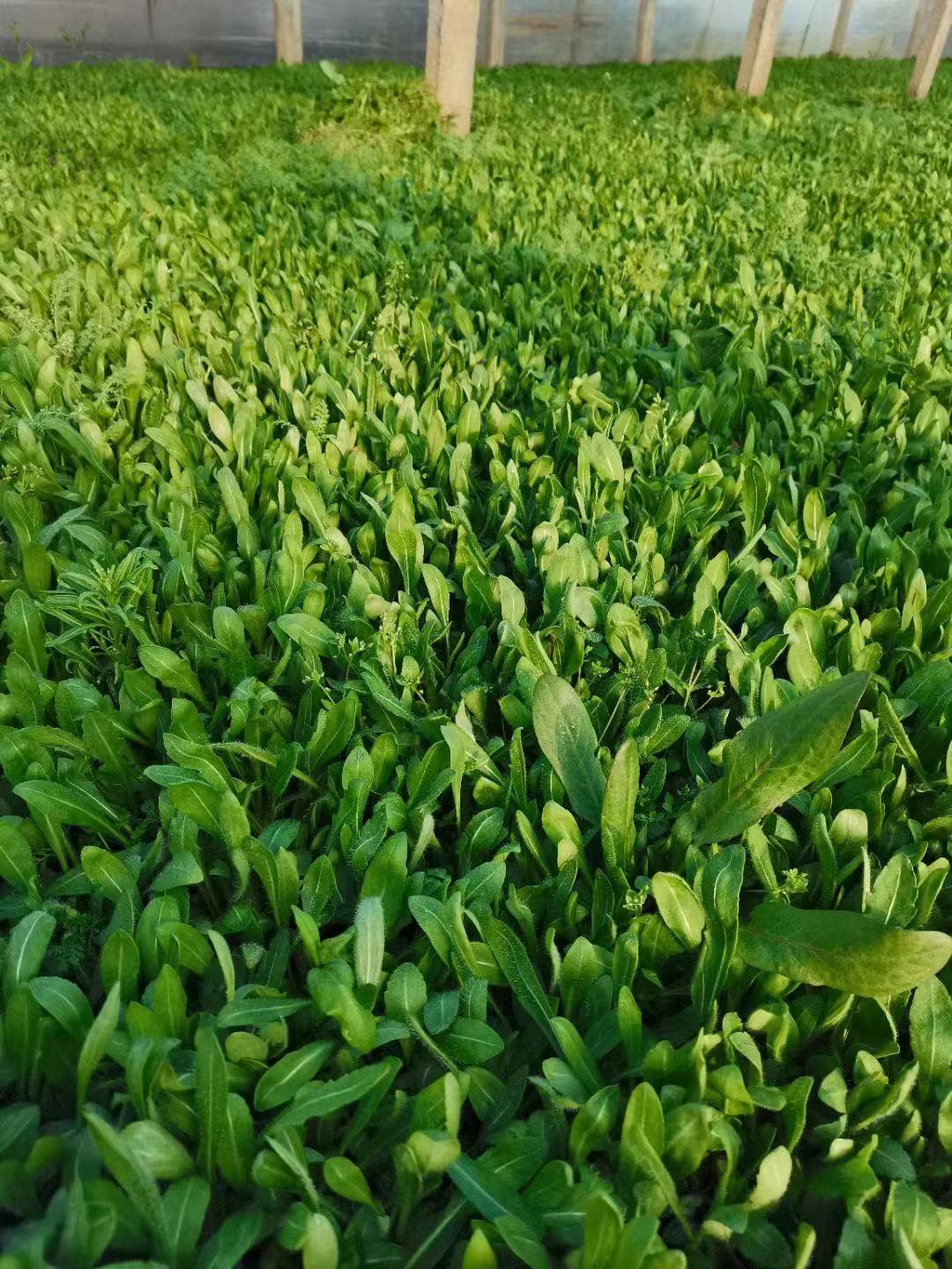 大滨菊价格   大滨菊批发   大宾菊种植基地   江北草花基地