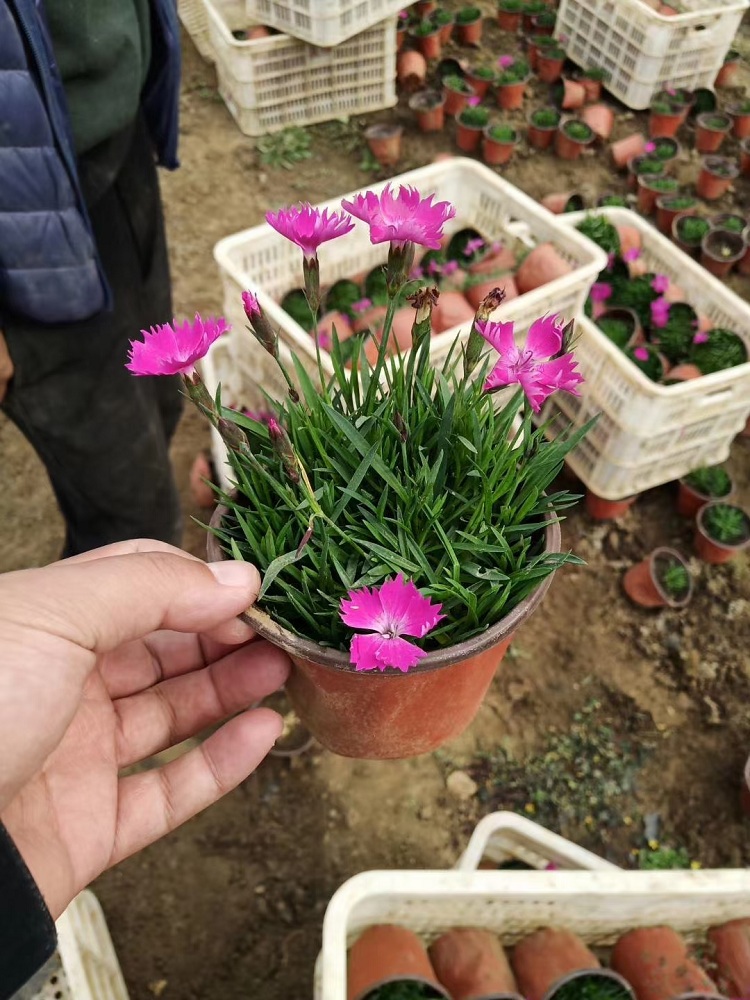 批发欧石竹 时令草花种植基地