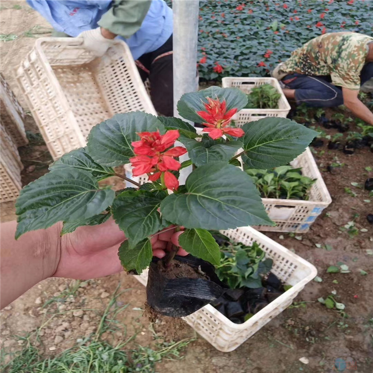 山东青州一串红价格 一串红批发 营养钵一串红现货供应 江瑞花卉一串红精选厂家