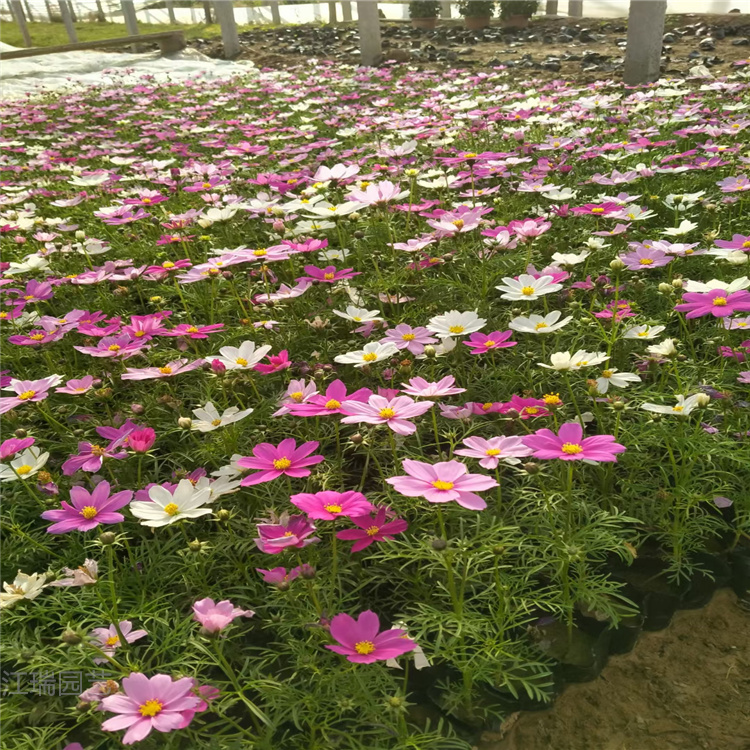 江瑞波斯菊基地 波斯菊批发价格 山东青州波斯菊厂家直供 欢迎致电咨询
