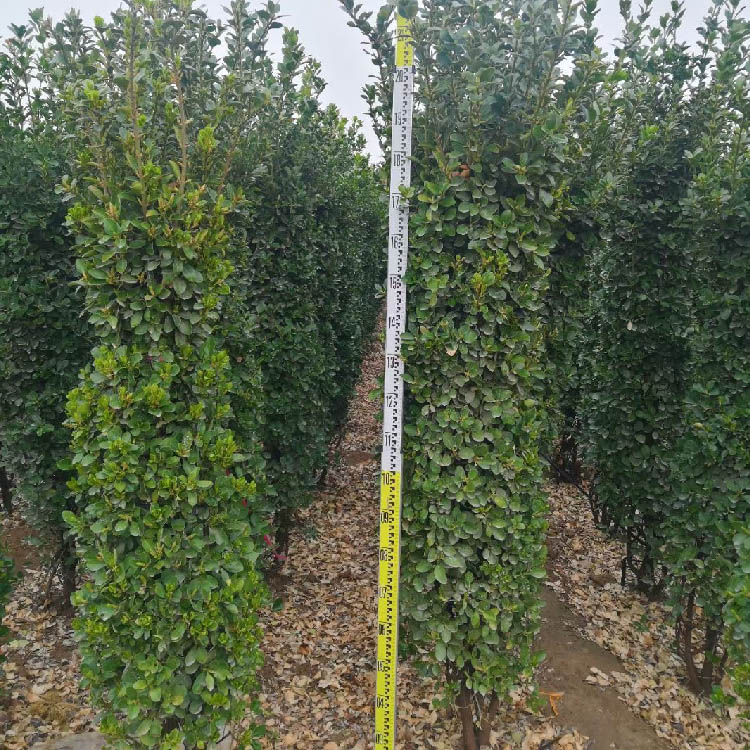 林祥大叶黄杨柱，现场起苗看货，苗多货足，苗圃直销