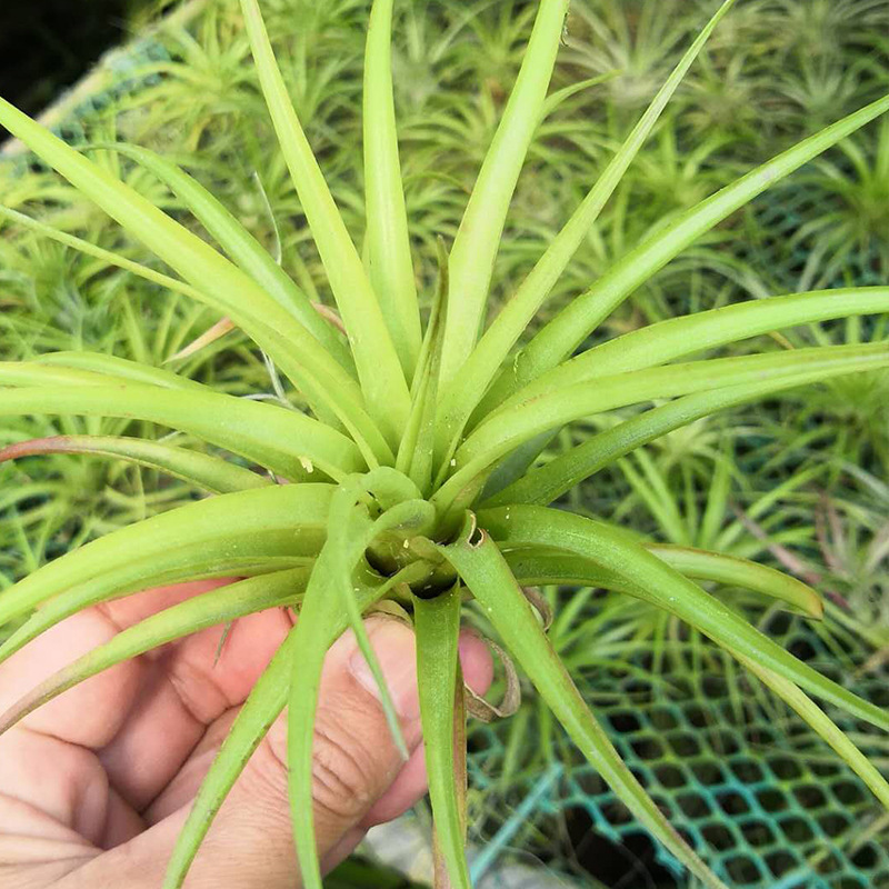 无土贝克立 批发空气凤梨植物 空气凤梨