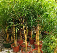 佛肚竹 金丝佛肚竹 大型室内 庭院盆栽竹子苗 观赏竹子