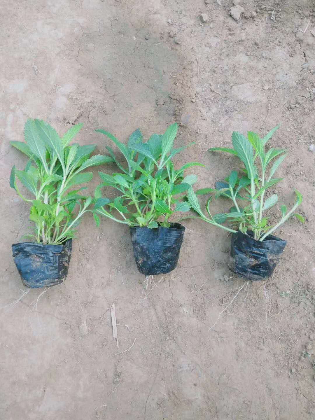 北京马鞭草  马鞭草   马鞭草基地  马鞭草批发 马鞭草一手货源
