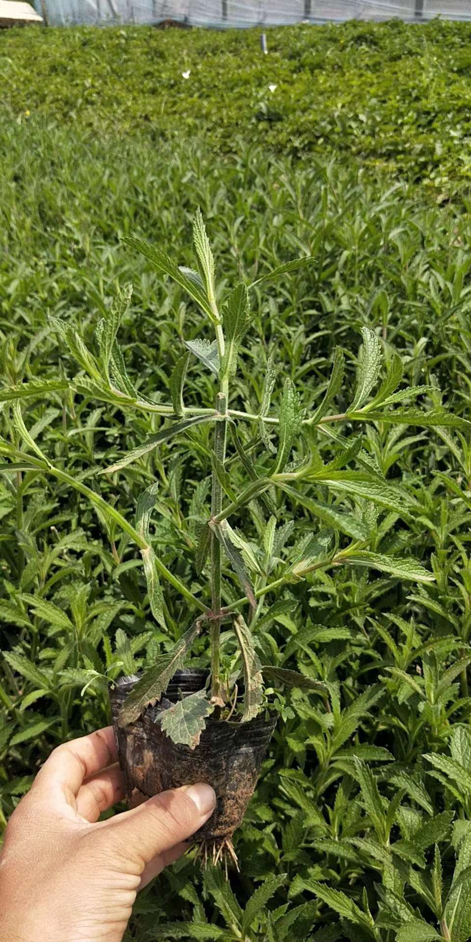 北京马鞭草  马鞭草   马鞭草基地  马鞭草批发 马鞭草一手货源