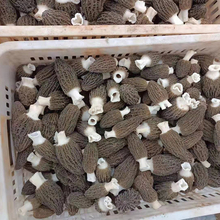 羊肚菌菌种 羊肚菌培训 羊肚菌营养包 