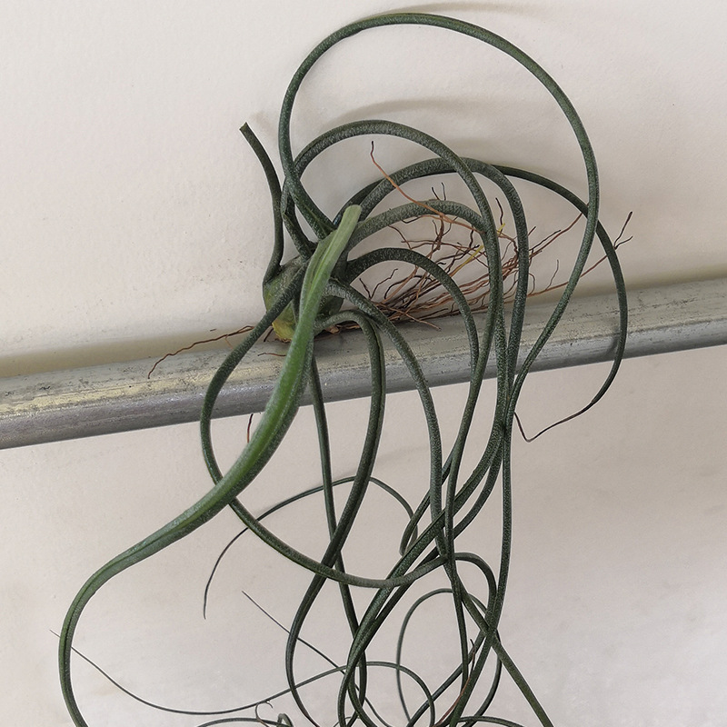 布兹章鱼无土无水培养植物 净化空气 室内办公室摆设装饰植物