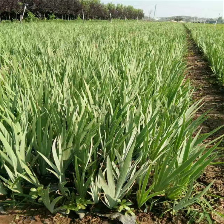 红运萱草种植基地 山东青州红运萱草价格 红运萱草现货供应 欢迎选购